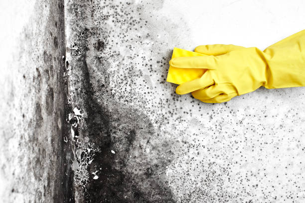 Best Mold Odor Removal Services  in Wanatah, IN